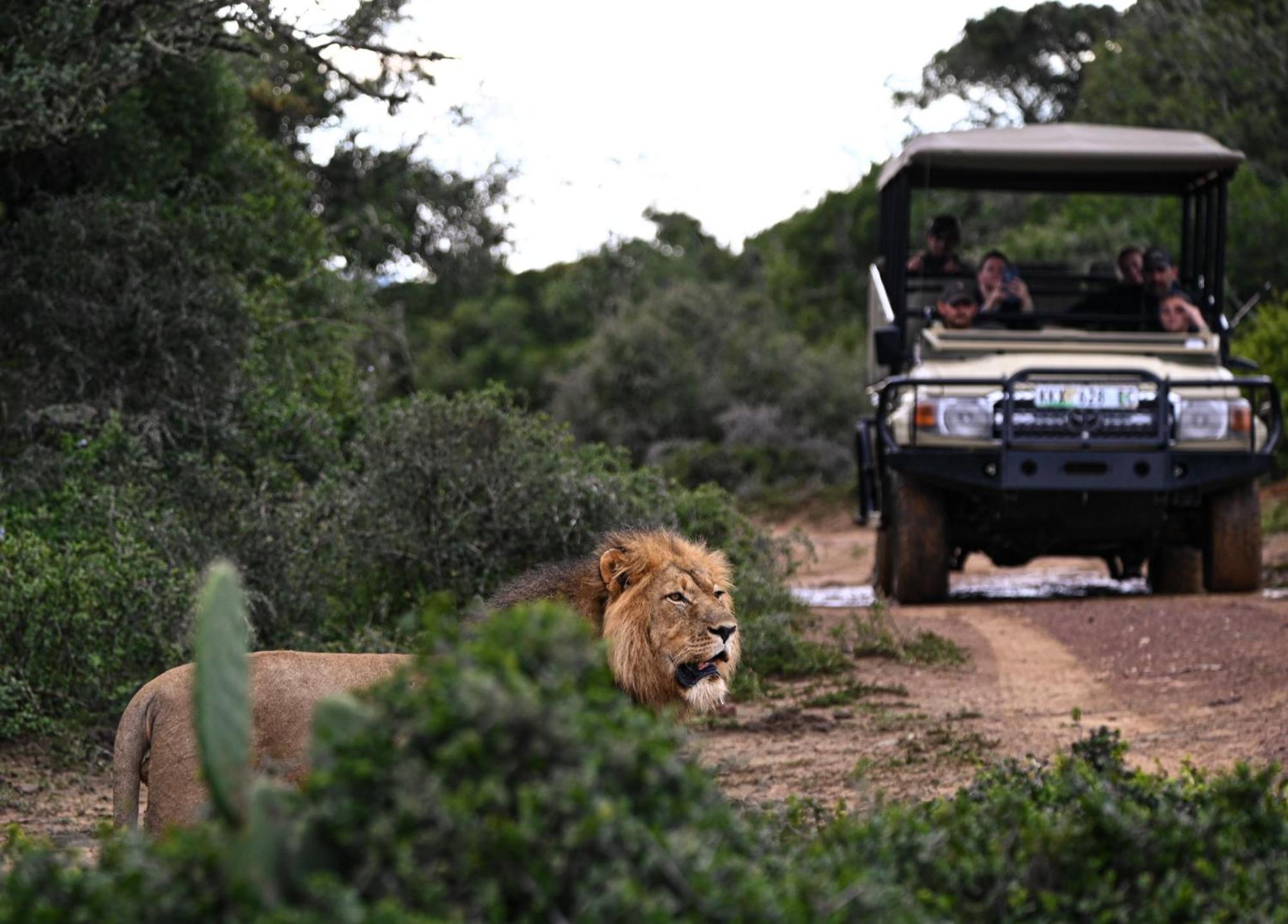 Addo Elephant Safari Lodge - Bellevue Forest Reserve Paterson Exteriér fotografie