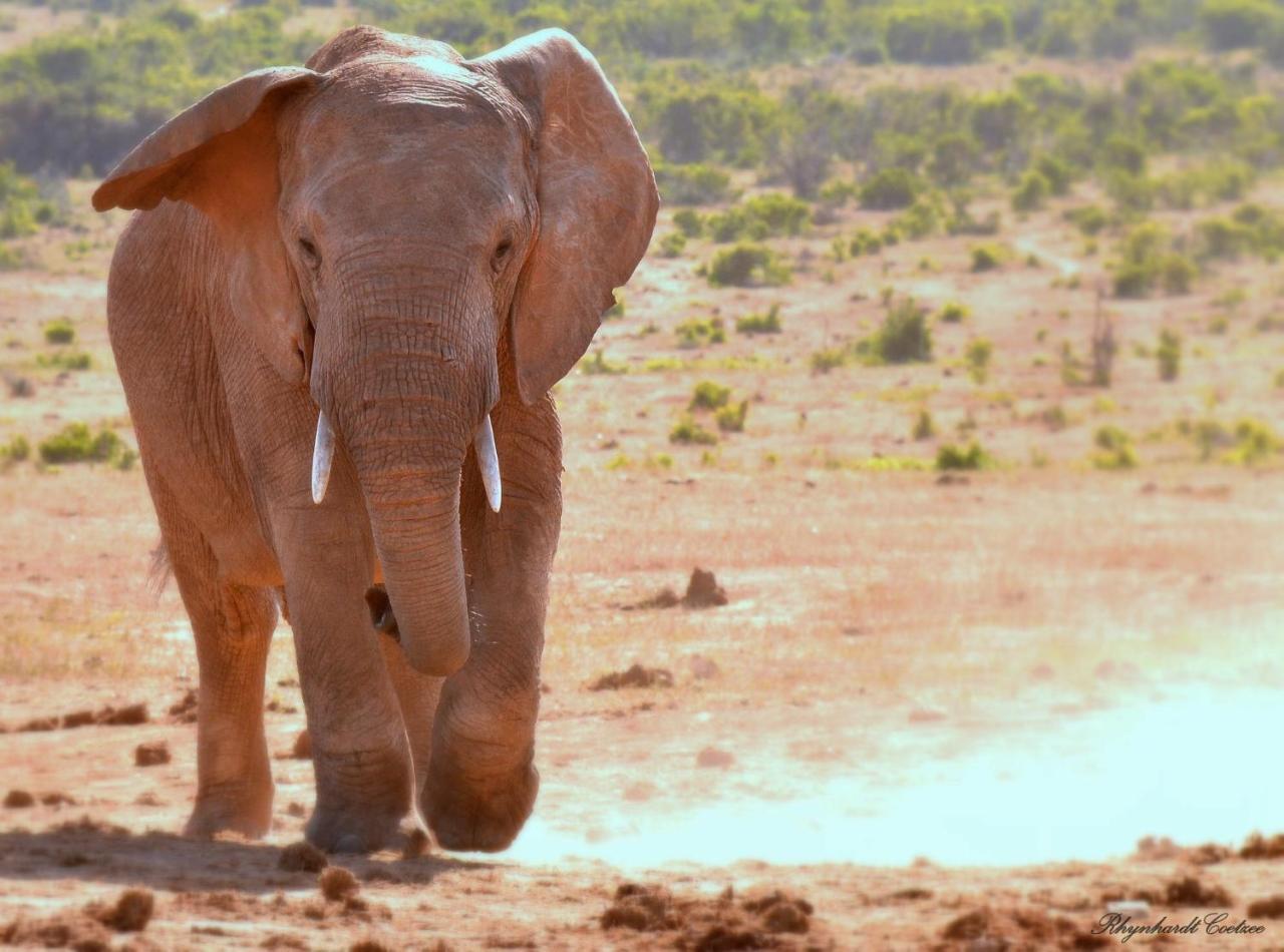 Addo Elephant Safari Lodge - Bellevue Forest Reserve Paterson Exteriér fotografie