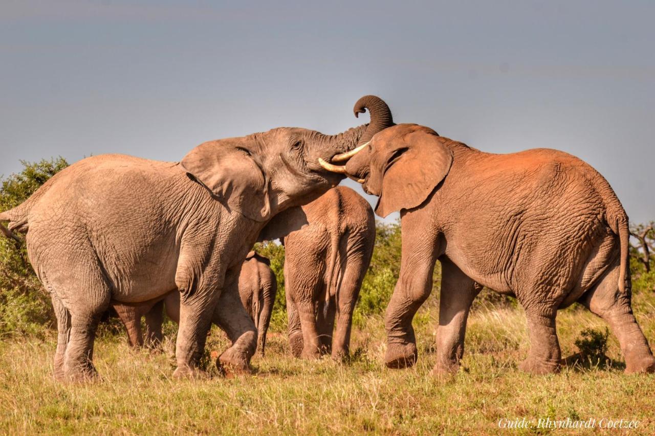 Addo Elephant Safari Lodge - Bellevue Forest Reserve Paterson Exteriér fotografie