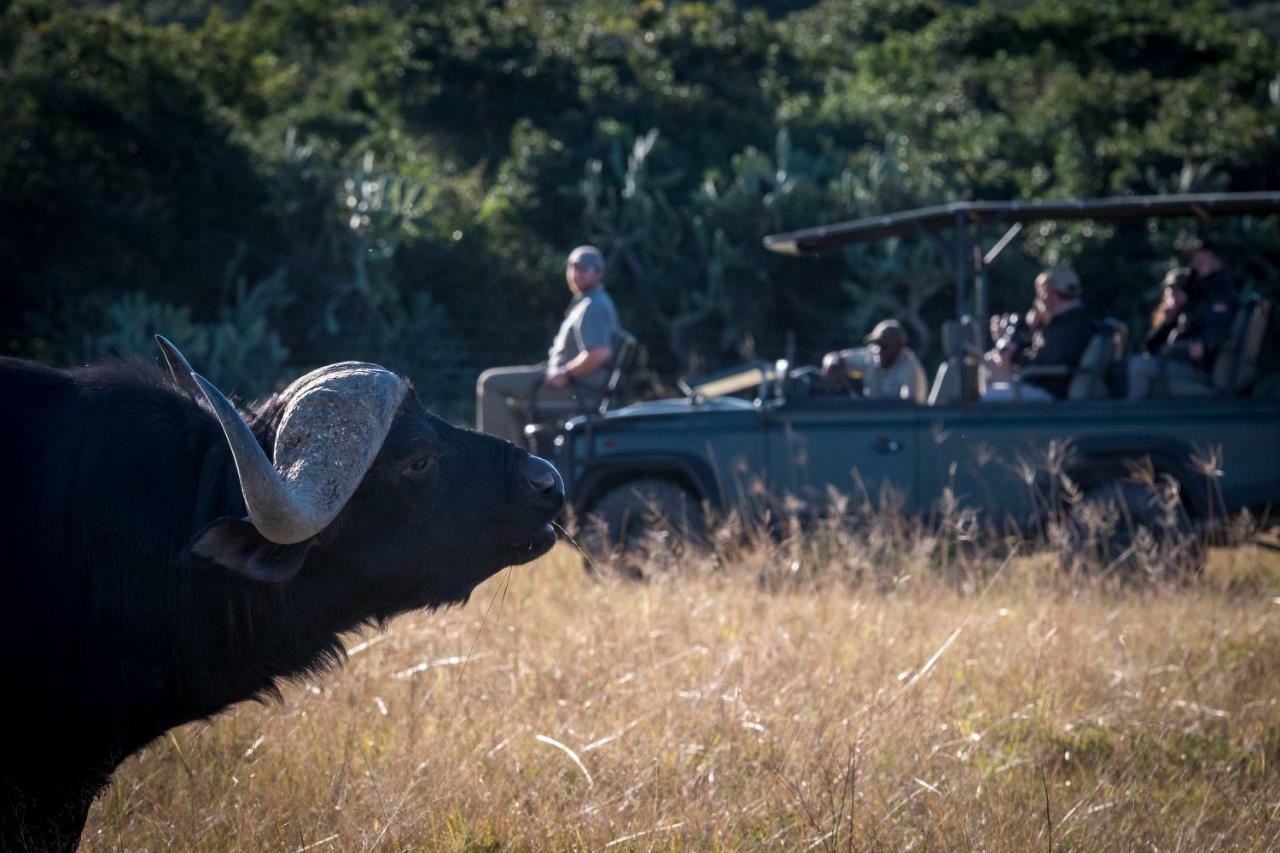 Addo Elephant Safari Lodge - Bellevue Forest Reserve Paterson Exteriér fotografie