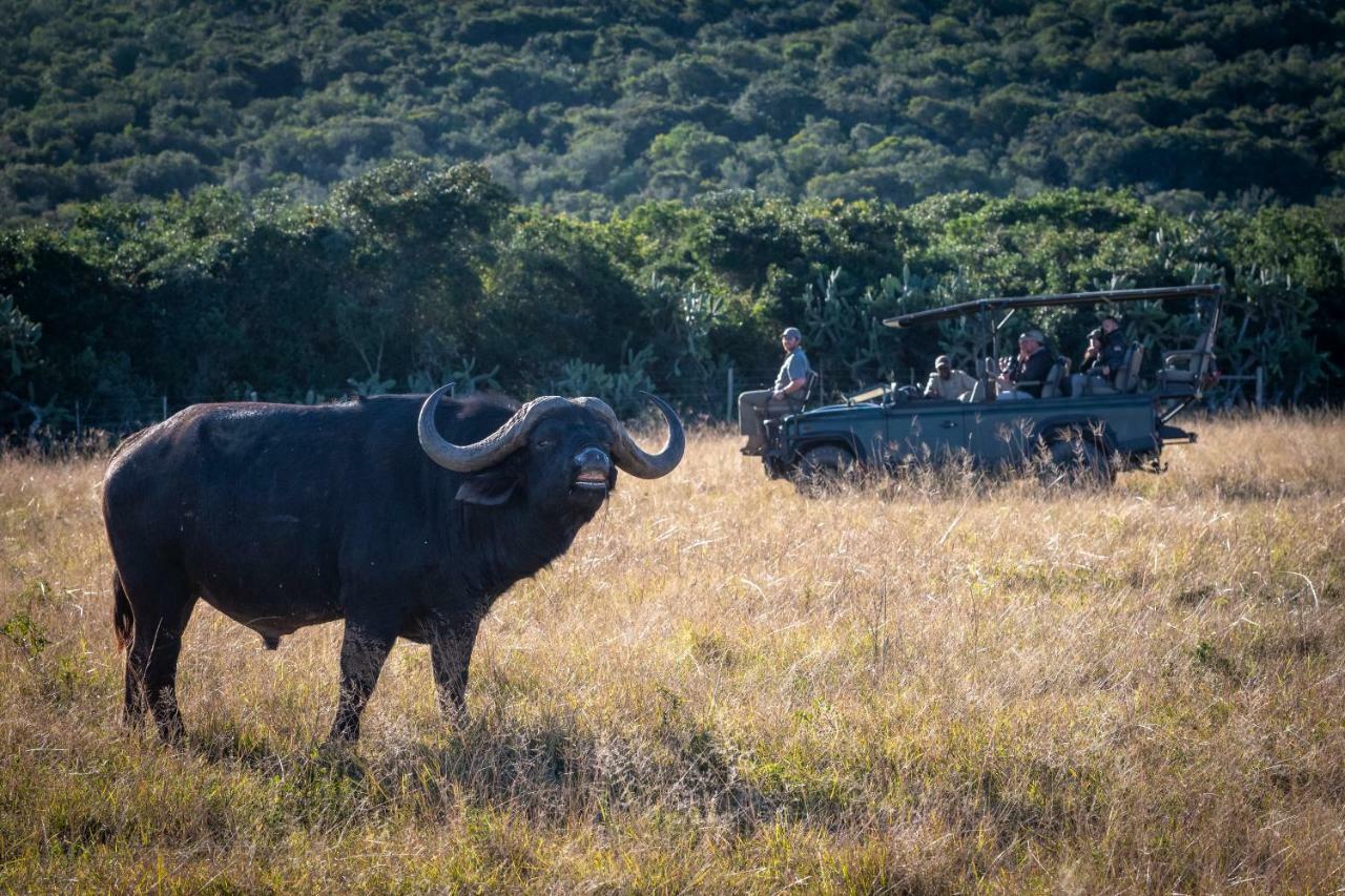 Addo Elephant Safari Lodge - Bellevue Forest Reserve Paterson Exteriér fotografie