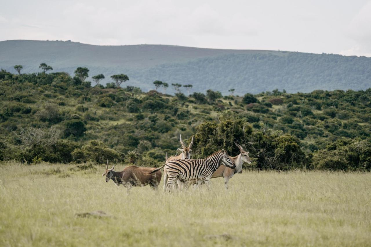 Addo Elephant Safari Lodge - Bellevue Forest Reserve Paterson Exteriér fotografie