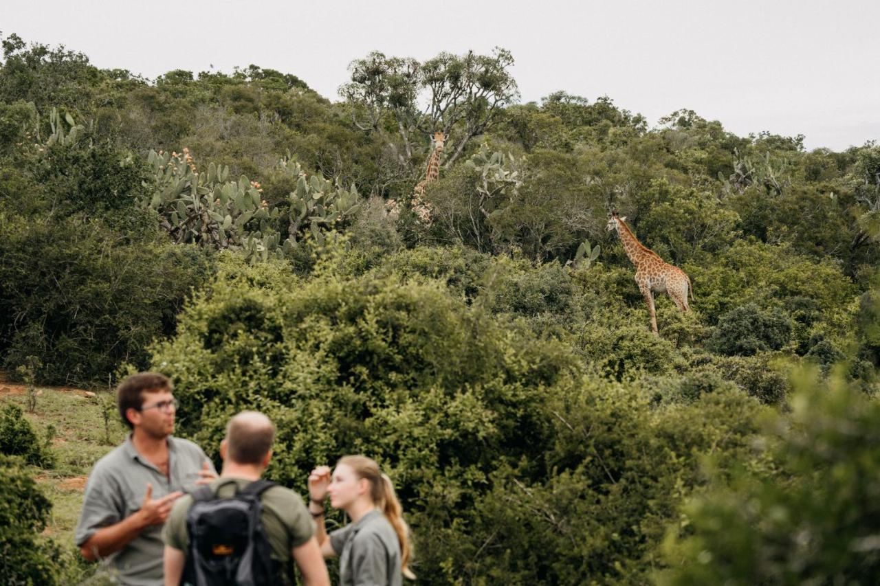 Addo Elephant Safari Lodge - Bellevue Forest Reserve Paterson Exteriér fotografie