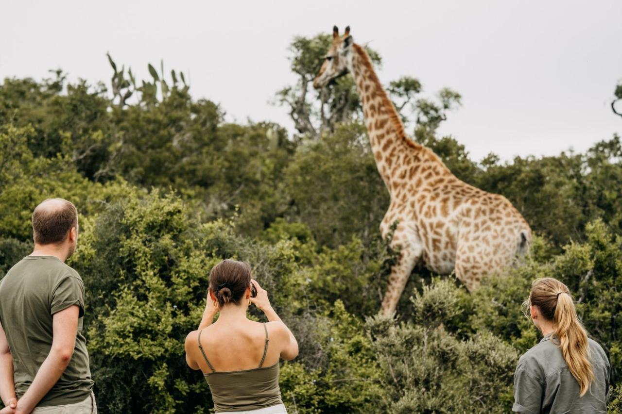 Addo Elephant Safari Lodge - Bellevue Forest Reserve Paterson Exteriér fotografie